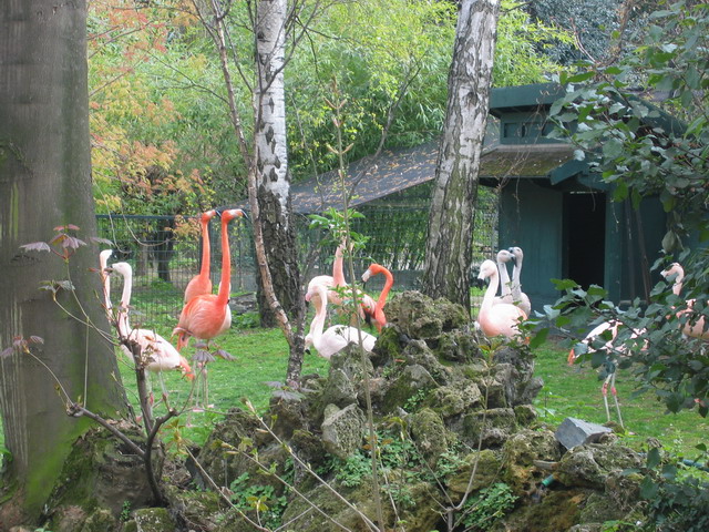 menagerie_03