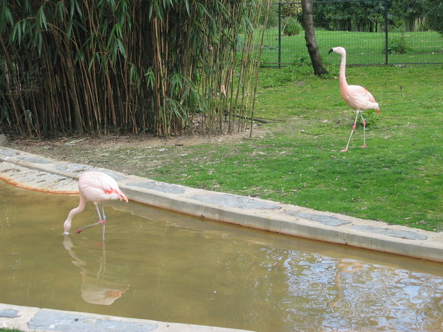 menagerie_04