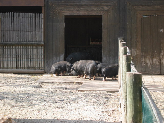 menagerie_09