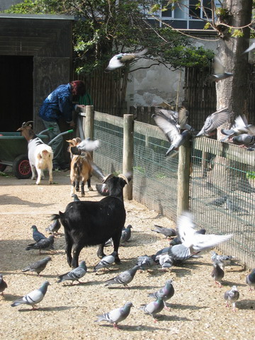 menagerie_11