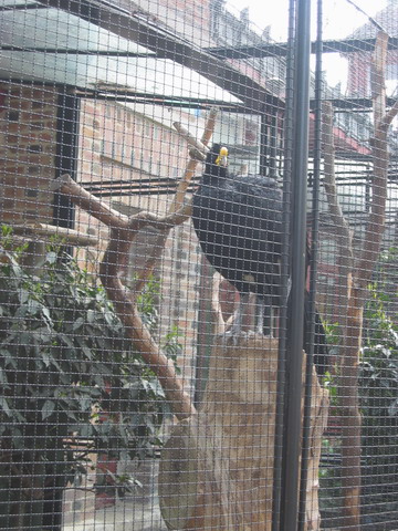 menagerie_15