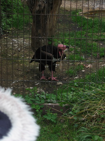 menagerie_18