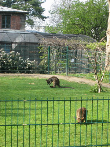 menagerie_49