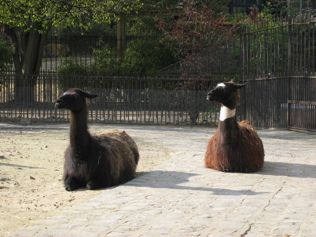 menagerie_52
