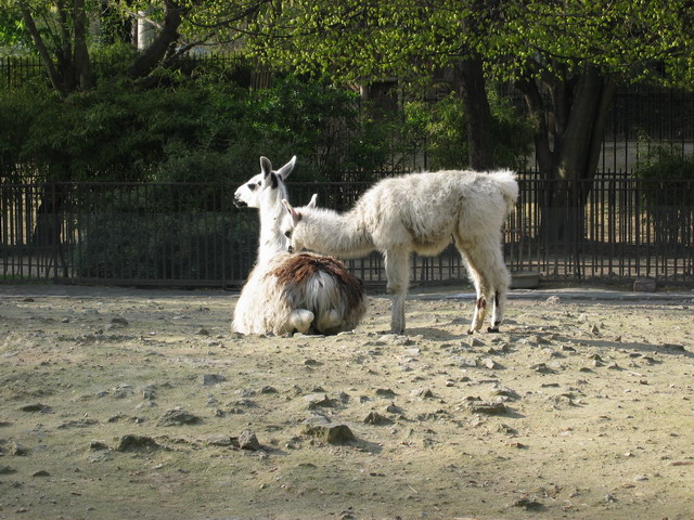 menagerie_55