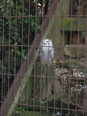 menagerie_58