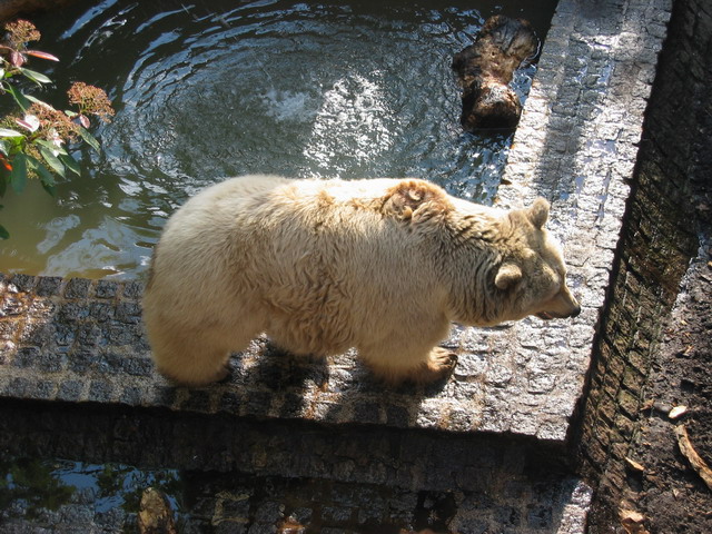 Voil l'ours dont je parlais...